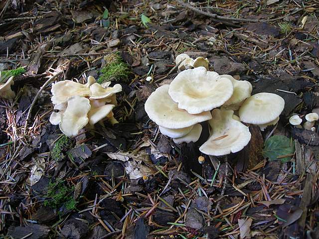 Funghi trasformisti , necrofili e sterili